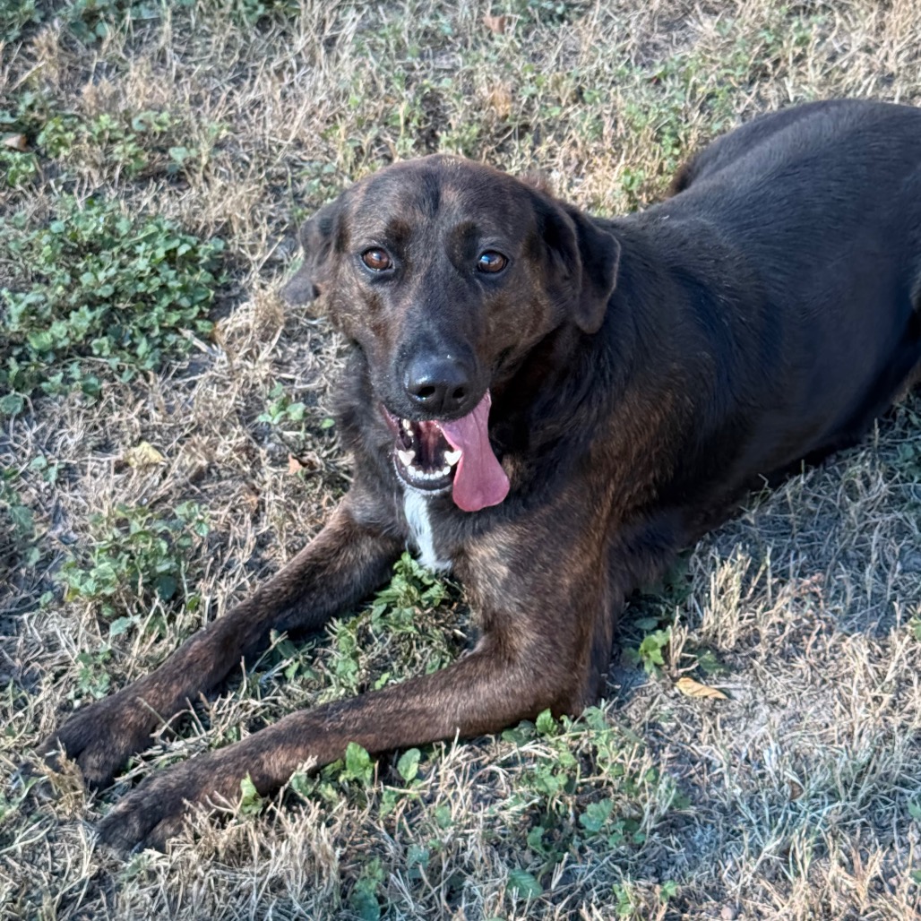 Eva, available for adoption at PVAS