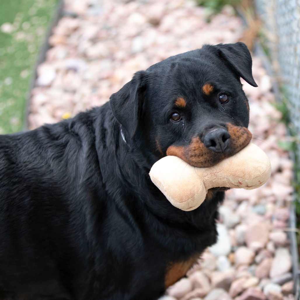 Ollie (MY26-88), photo 3