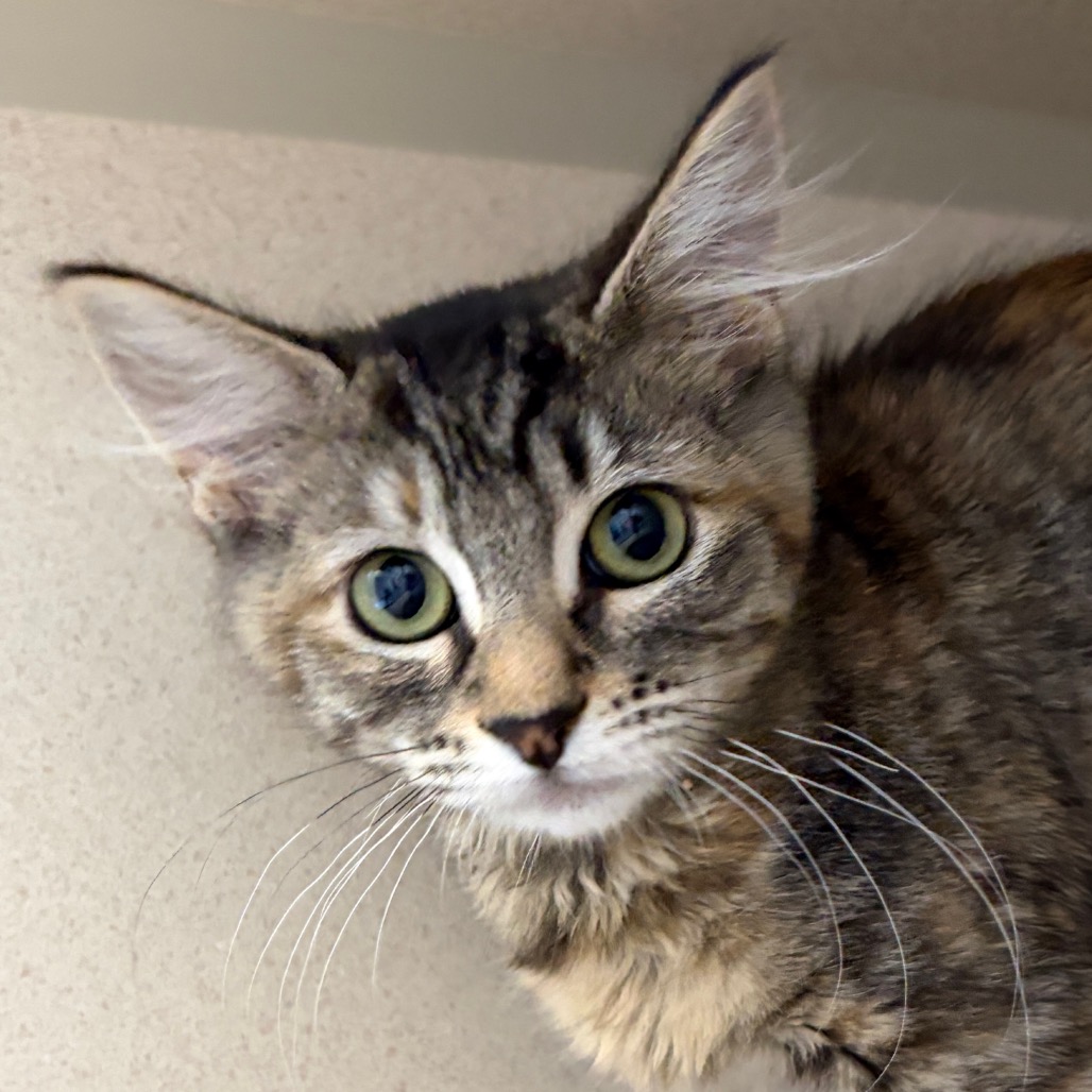 Mocha (grey blue collar) - Domestic Medium Hair