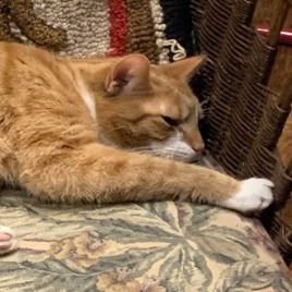 Photo of Tiger 4