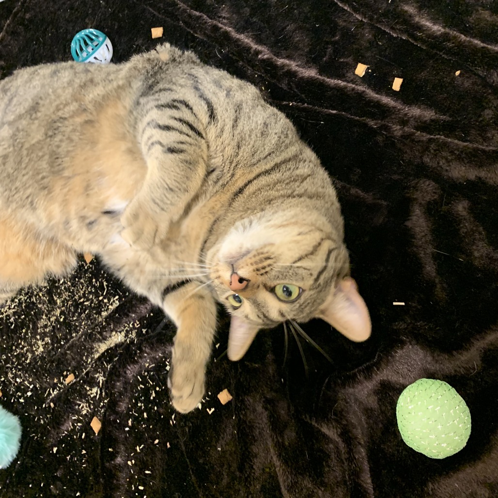 CLAIRVOYANT LULU - Domestic Shorthair available for adoption