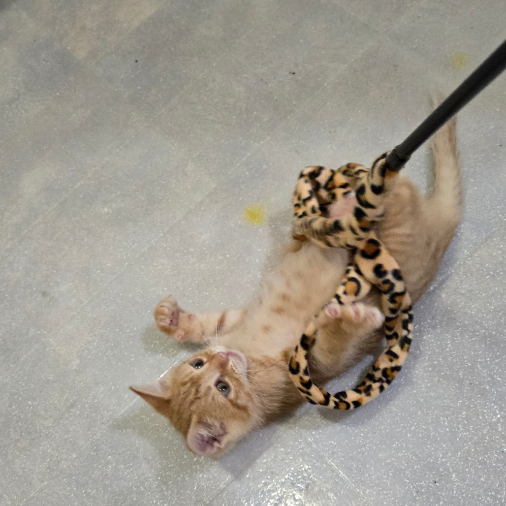 SPAGHETTI (AKA. EDDIE) - Domestic Shorthair available for adoption