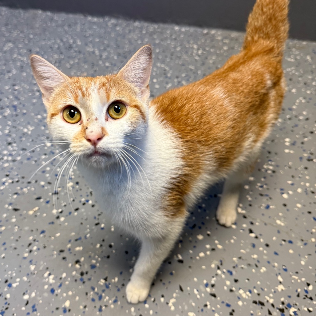 Tusc Stray 84179 2