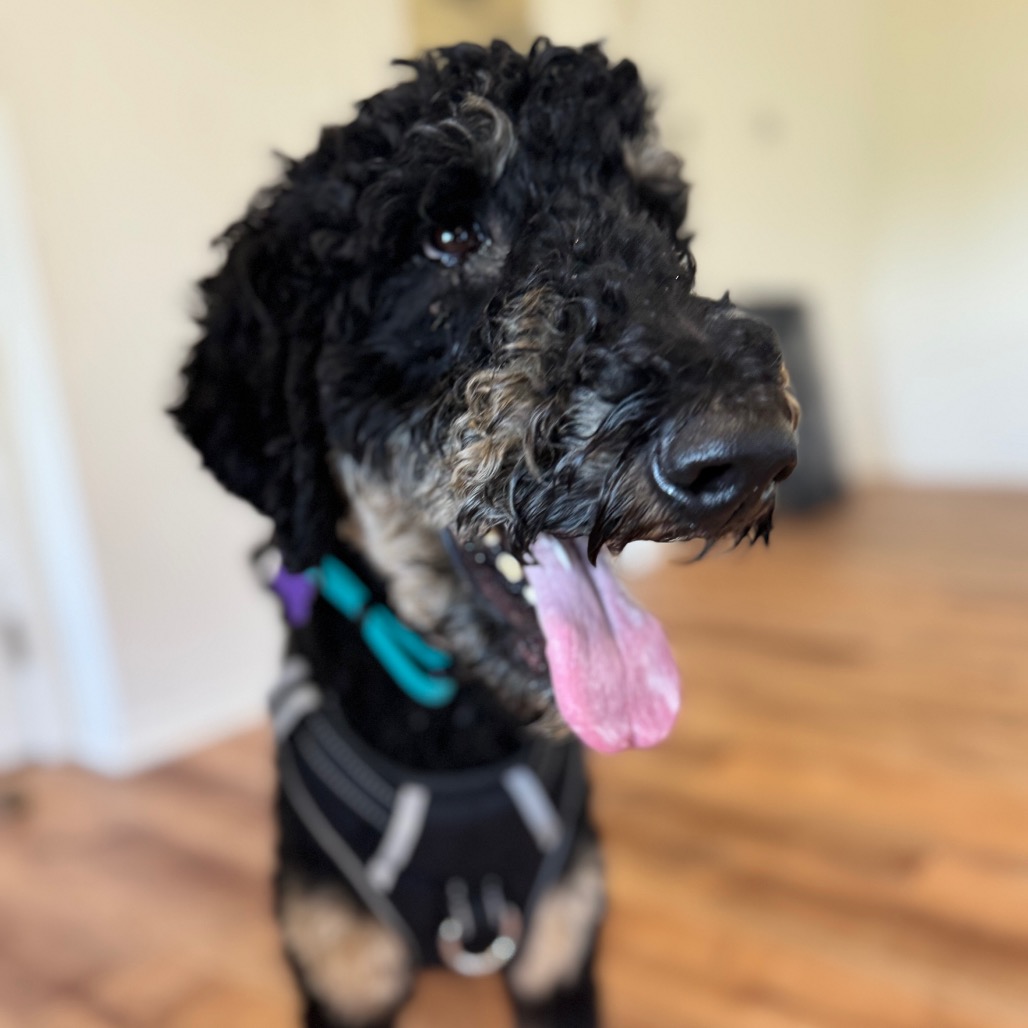 Cooper, photo 6