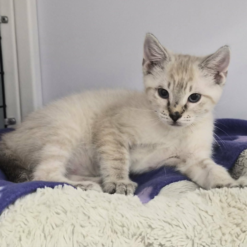EMILIO - Domestic Shorthair / Siamese available for adoption