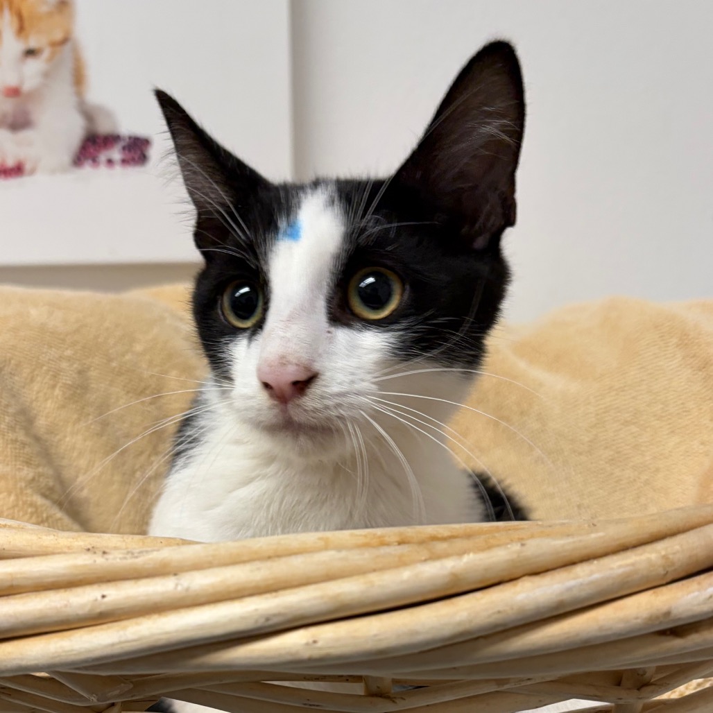 ARCHER - Domestic Shorthair available for adoption