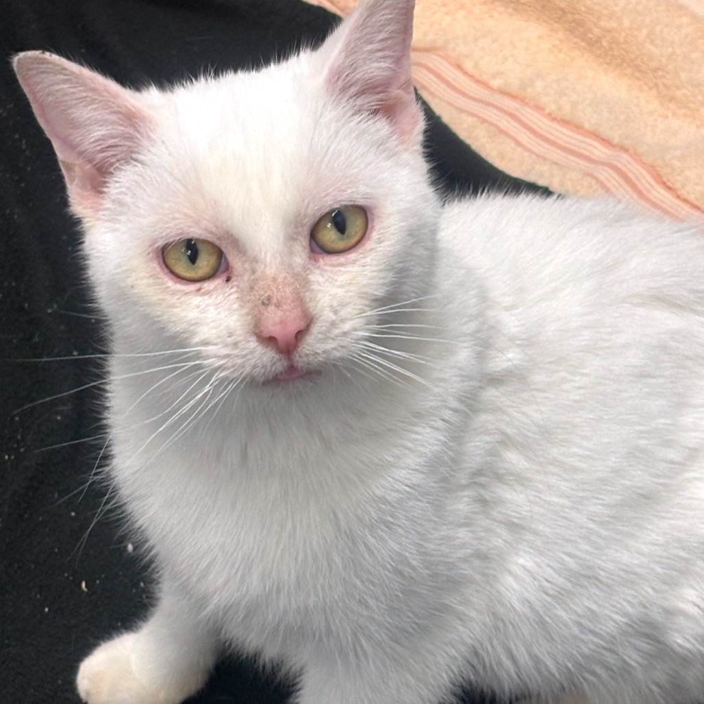 Garden — thumbnail 4