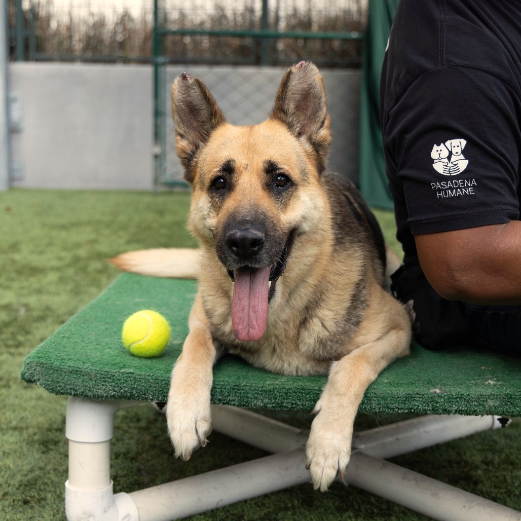 German Shepherd