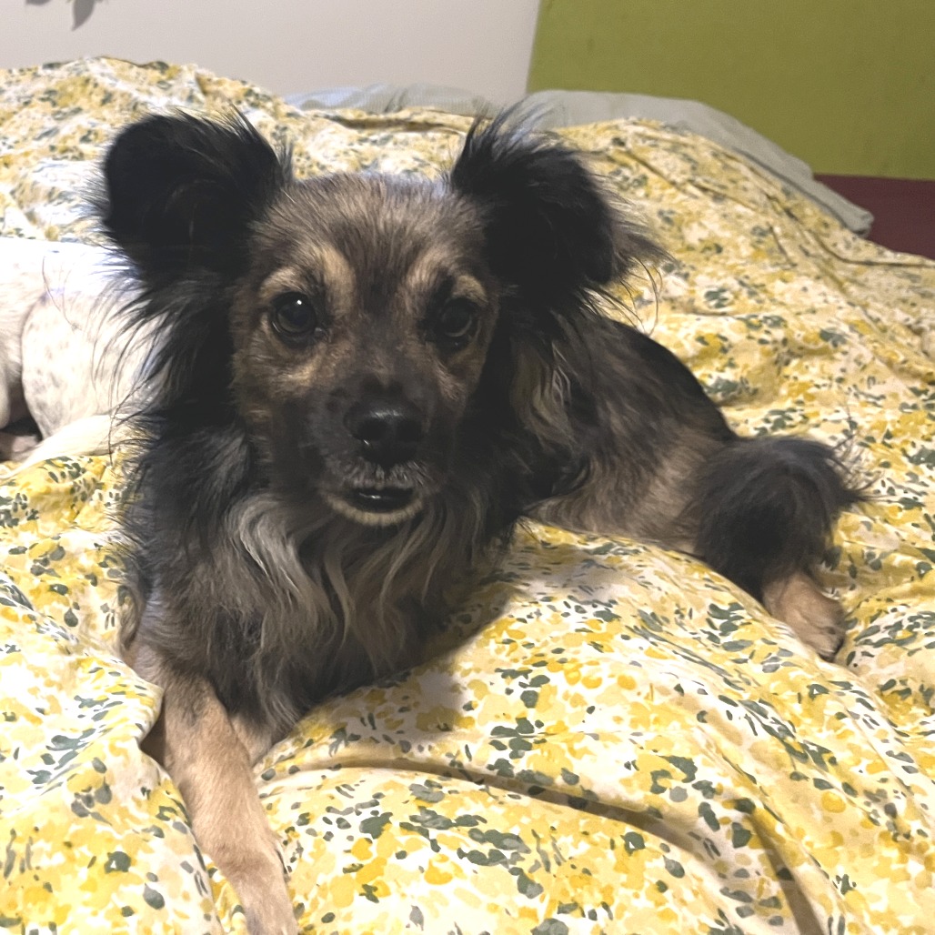 Shorty — thumbnail 4