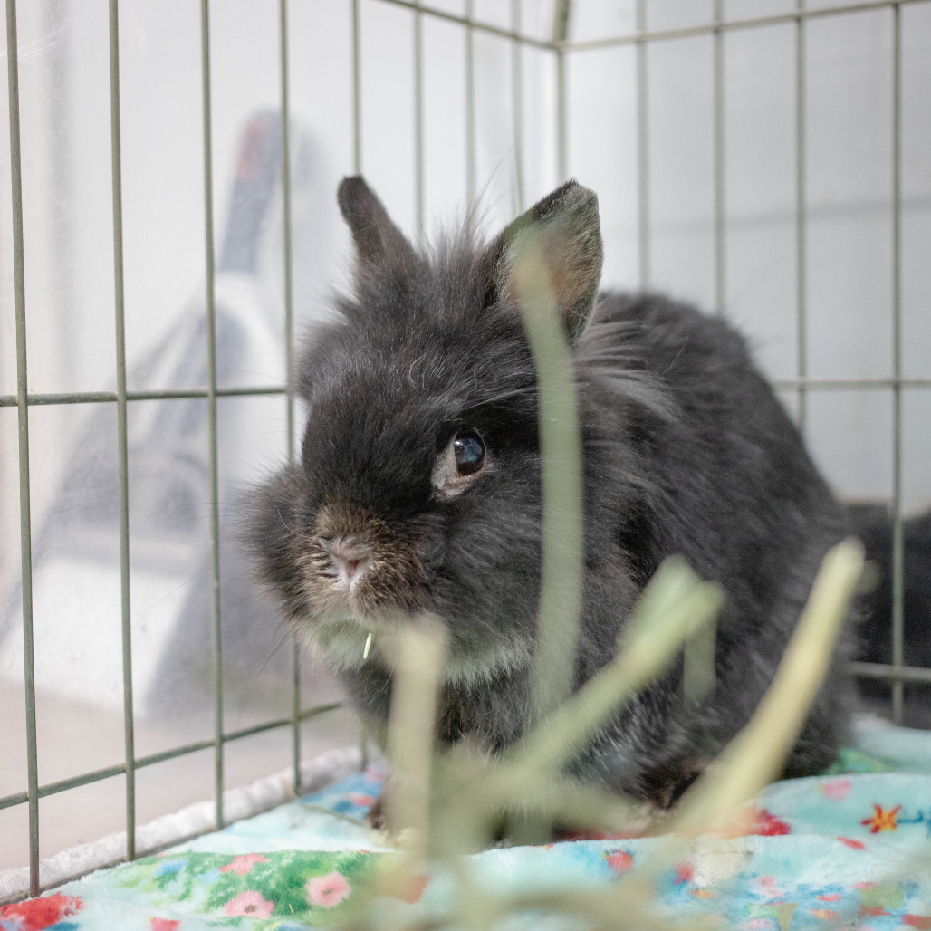 Storm (bonded to Udon), photo 12