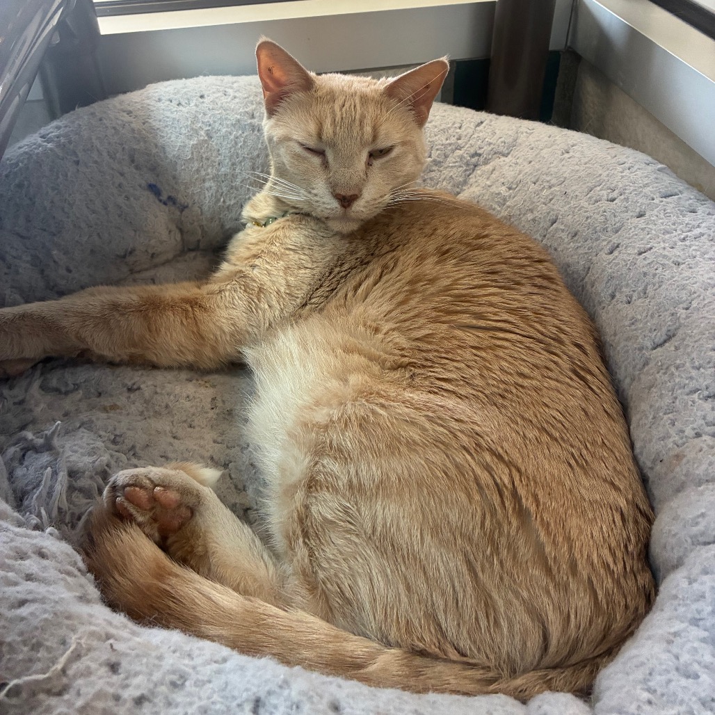 CHI-CHI - Domestic Shorthair / Mix available for adoption