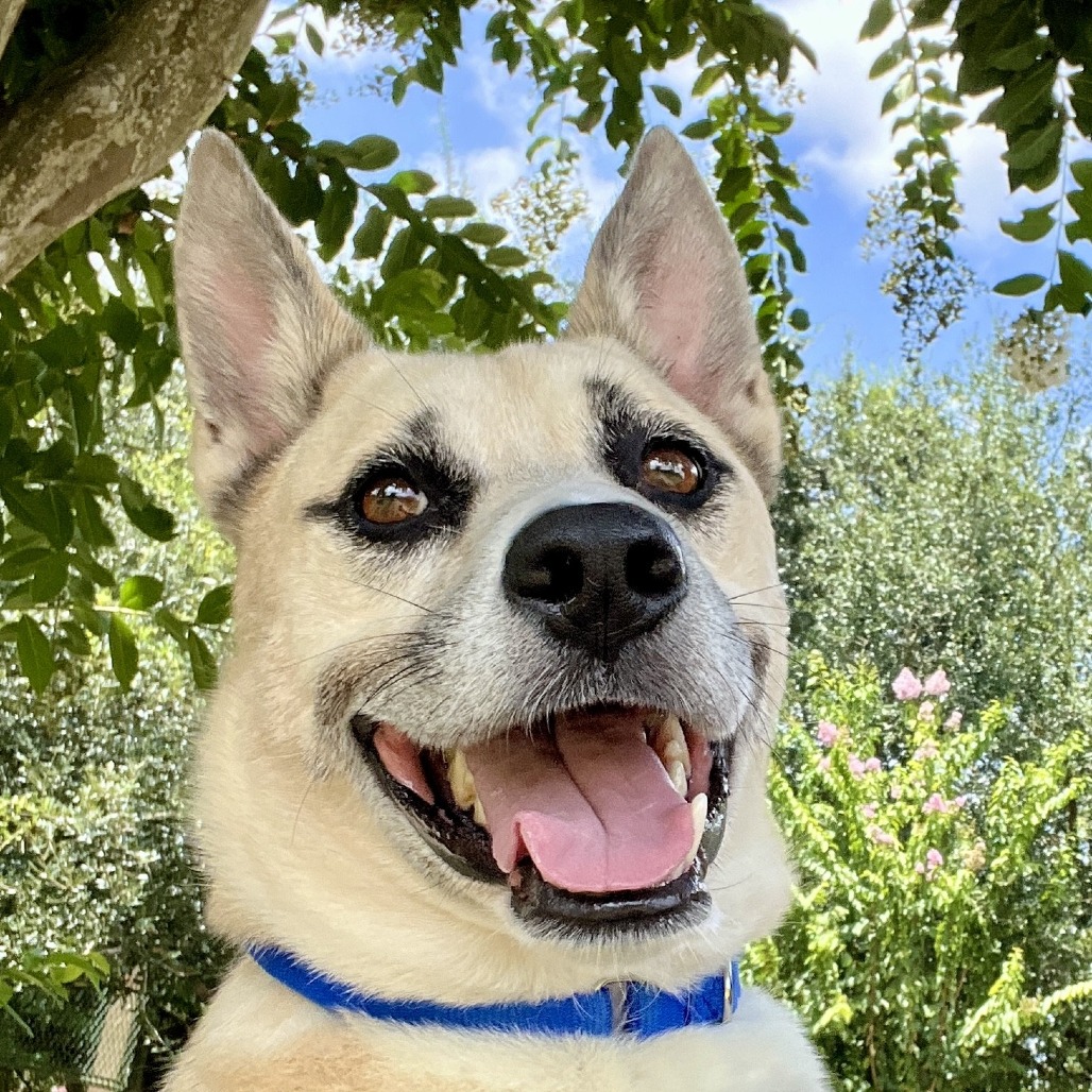ZUKO - Shepherd / Mixed Breed (Medium) available for adoption