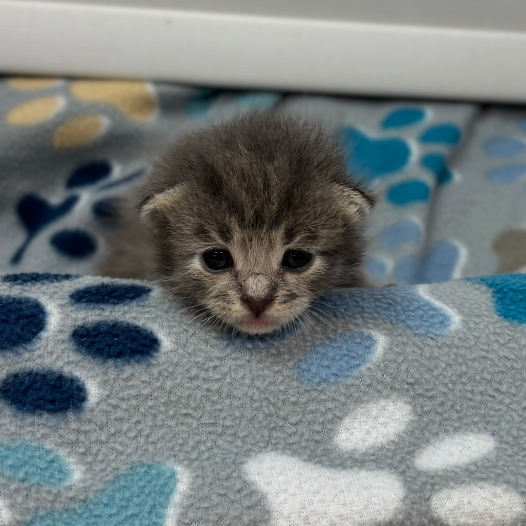 Basil