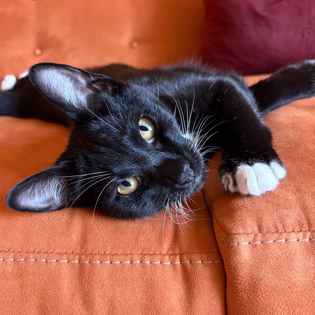 Niko - Domestic Shorthair