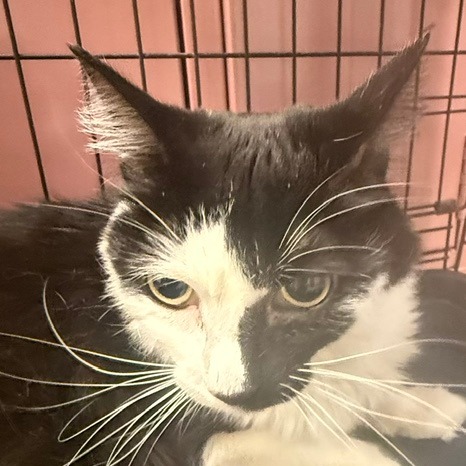 SMUDGE - Domestic Longhair available for adoption