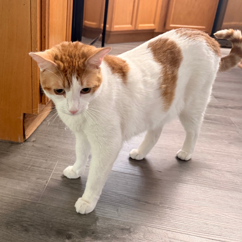 BENNIE - Domestic Shorthair available for adoption
