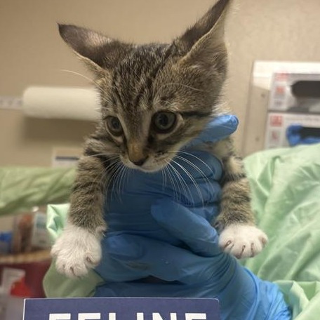 DANIEL - Domestic Shorthair available for adoption
