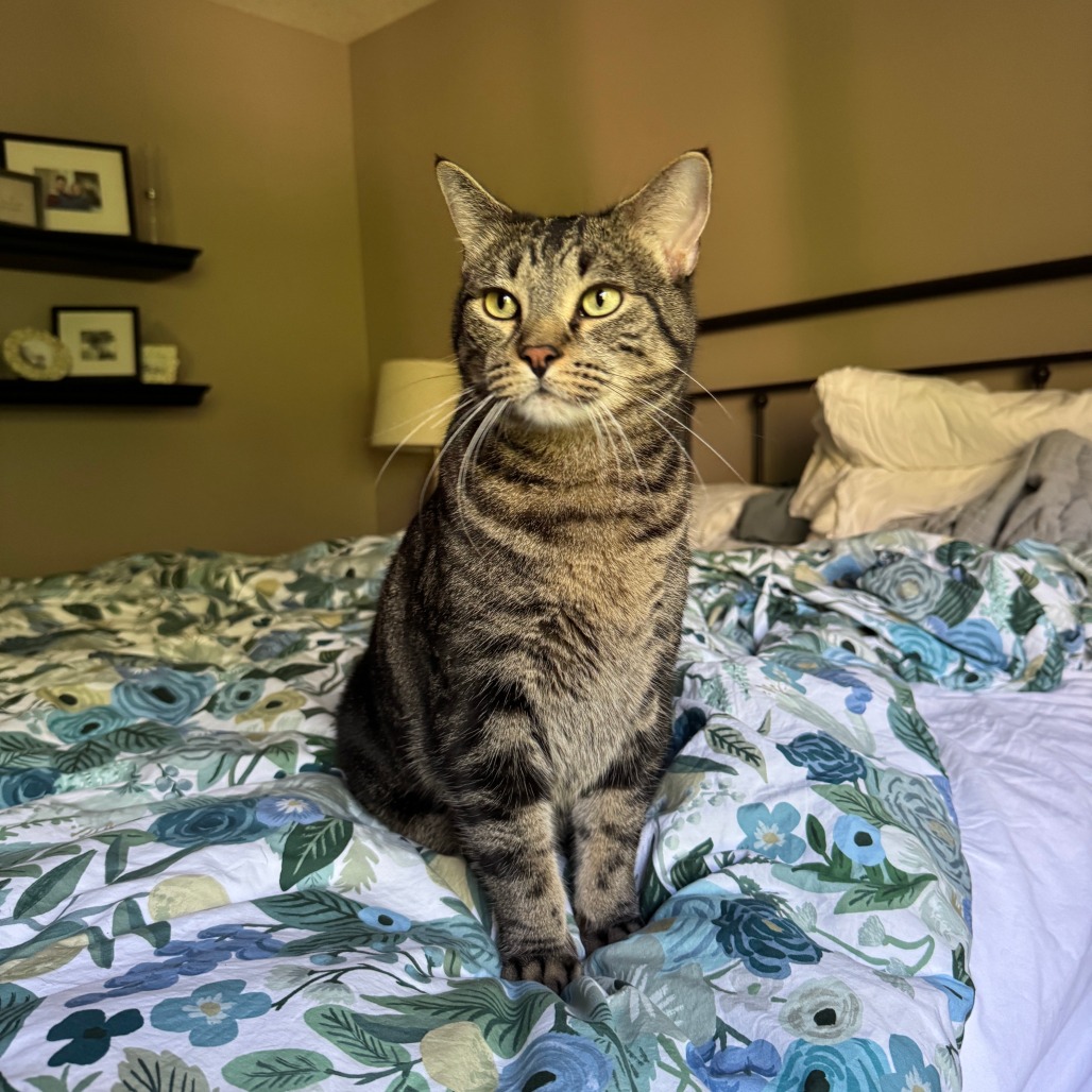 Jack Jack C12055