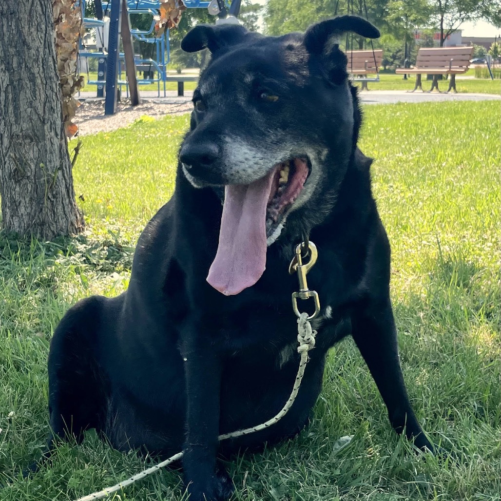 Pearl D11732, photo 19
