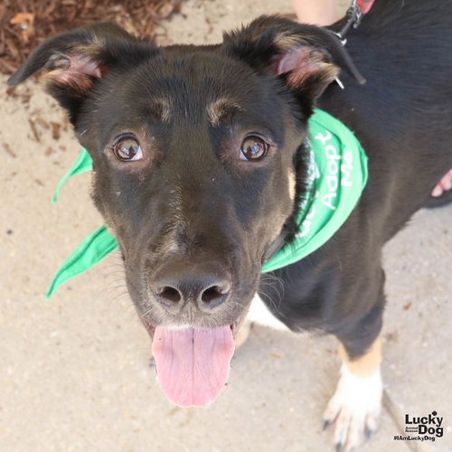 FIDO - Shepherd, Australian / Shepherd available for adoption