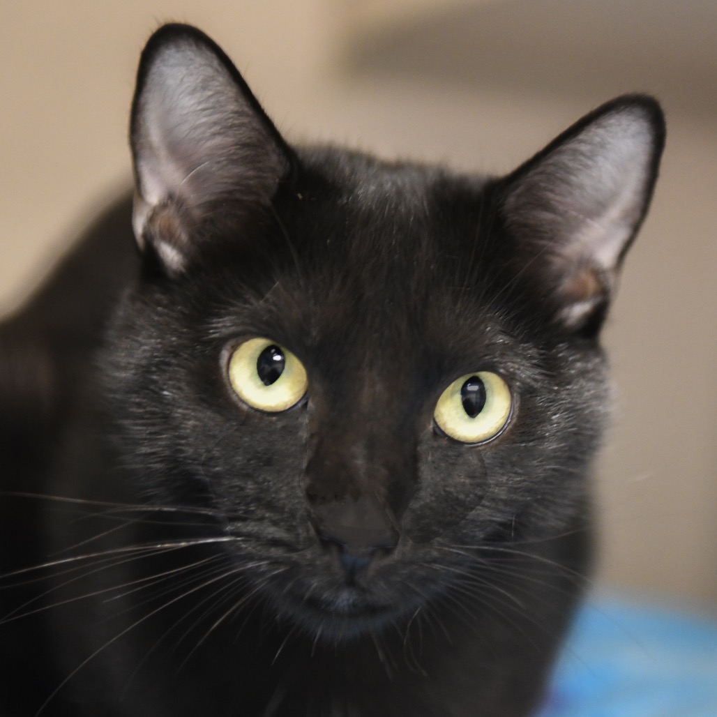 Ruth - Domestic Shorthair