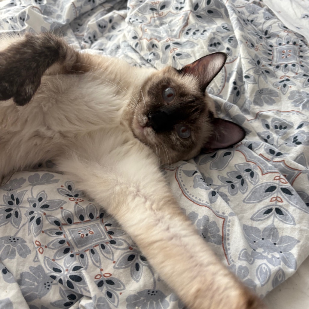 Siamese Cat Rescue: Lifesaving Tips to Find Your Perfect Pet