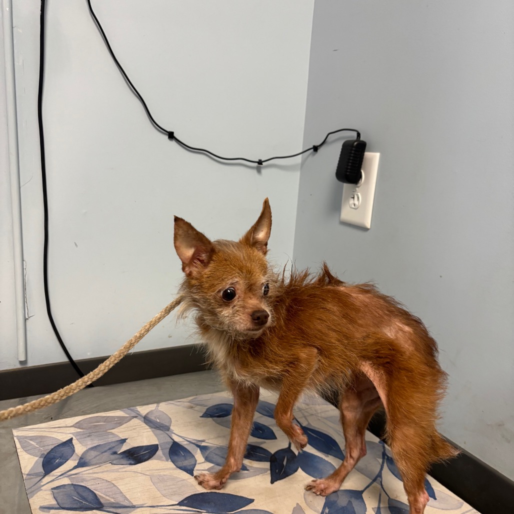 JIPSY - Chihuahua / Mix available for adoption