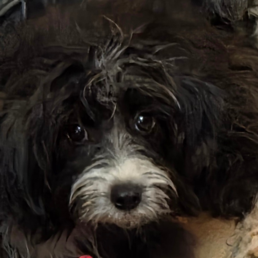 Mixed Breed