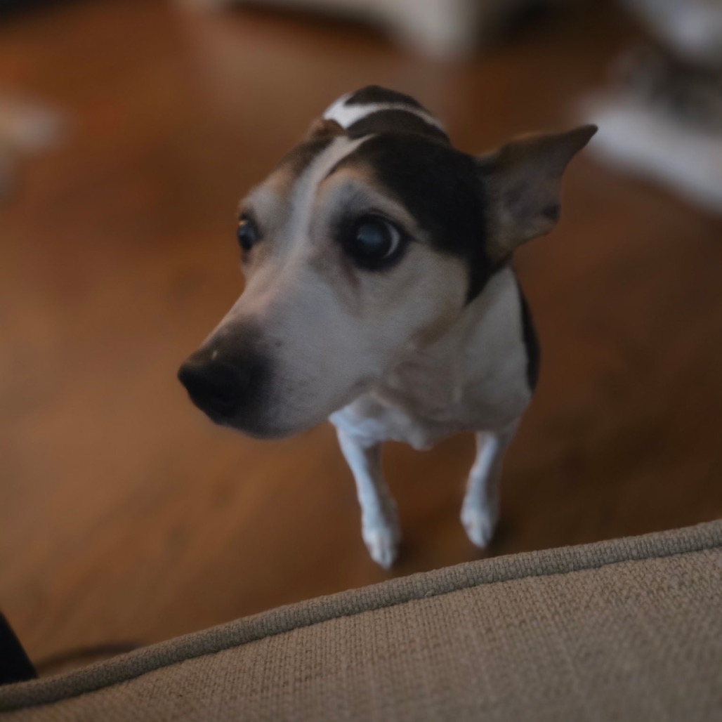 Hedy (Peanut), photo 5