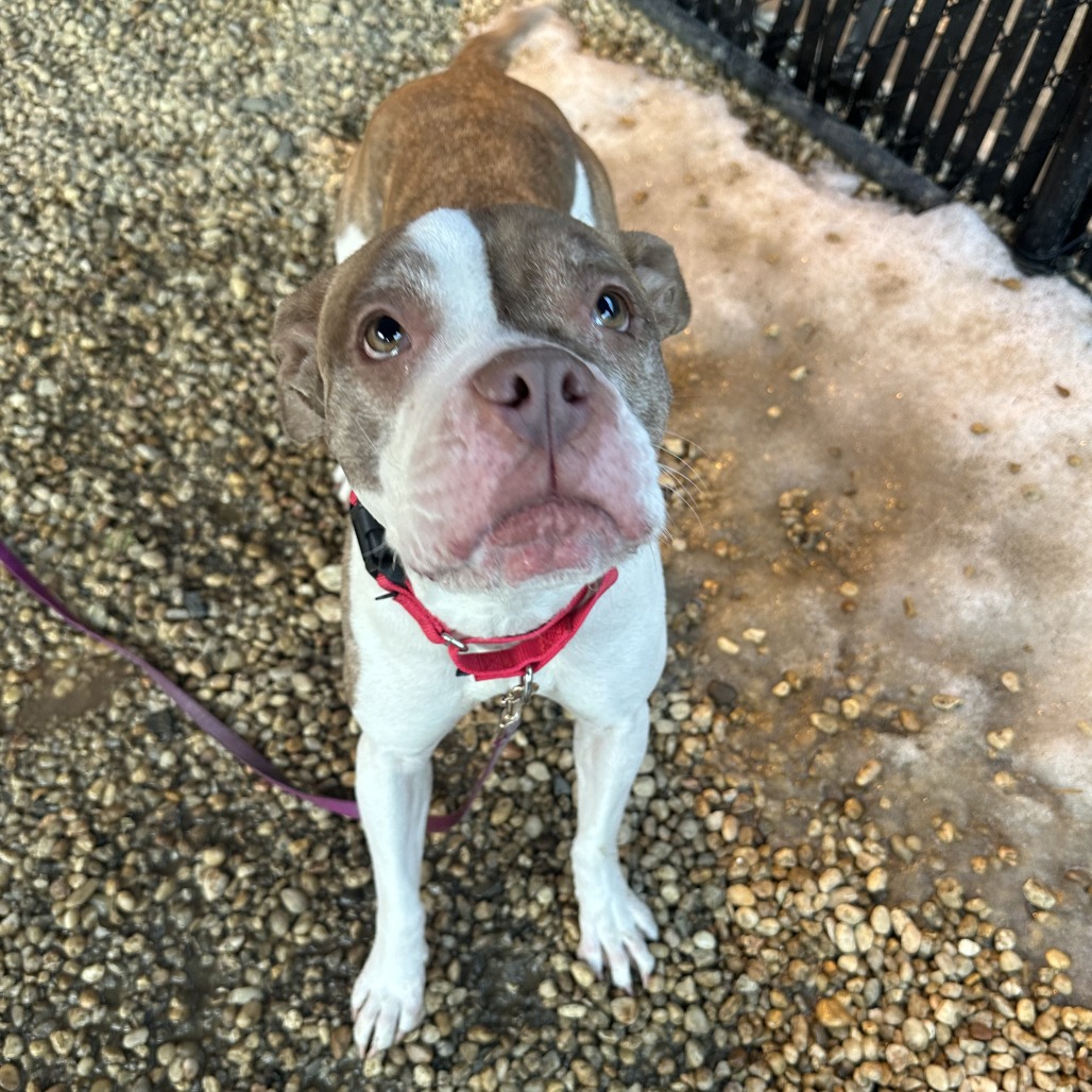 Anansi — thumbnail 2