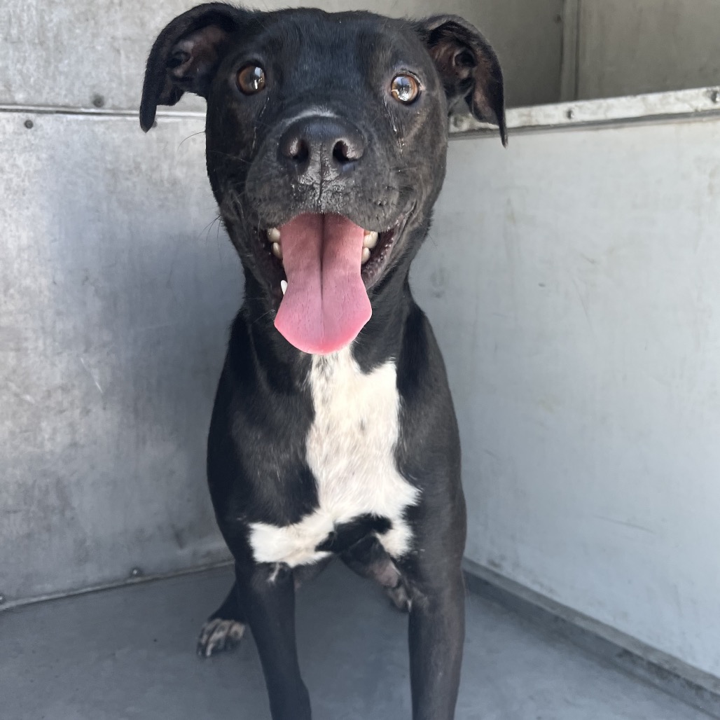 SUZIE - Terrier, Boston / Mixed Breed (Medium) available for adoption