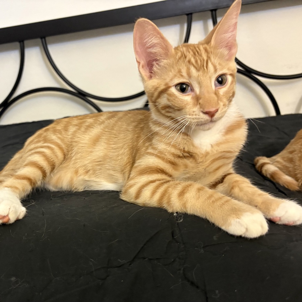 Atlas *Bonded with Dakota* - Costa Mesa Location, photo 2