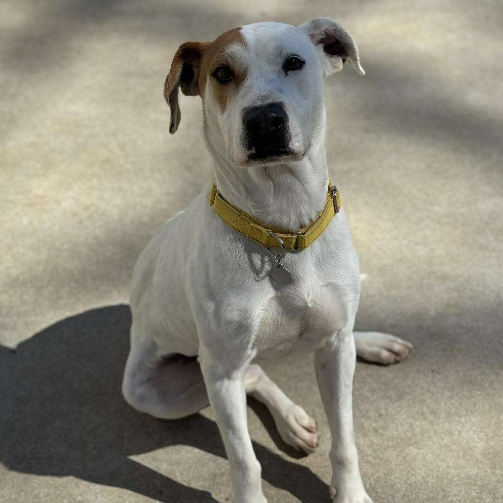 Petey, photo 4