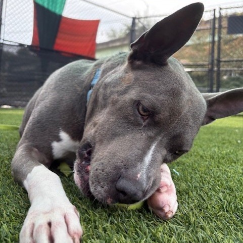 Photo of King Beetle 12