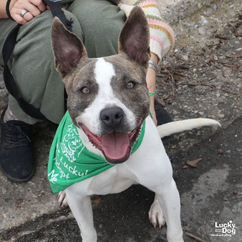JAGGER - Terrier / Mix available for adoption