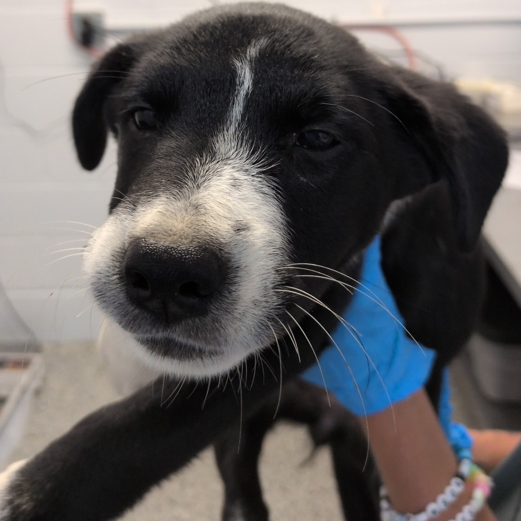 APPLE SAUCE - Retriever, Labrador / Collie available for adoption