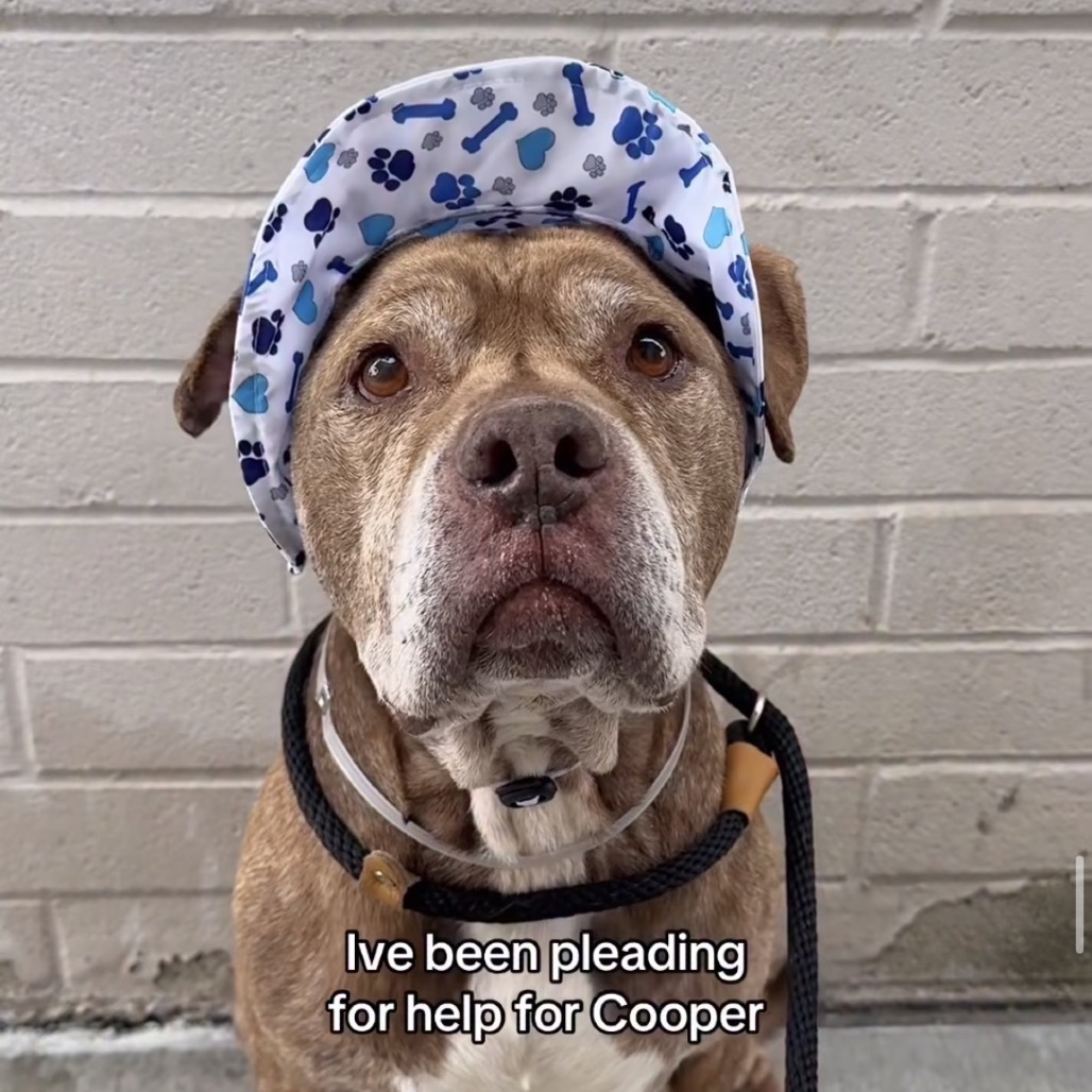 Cooper