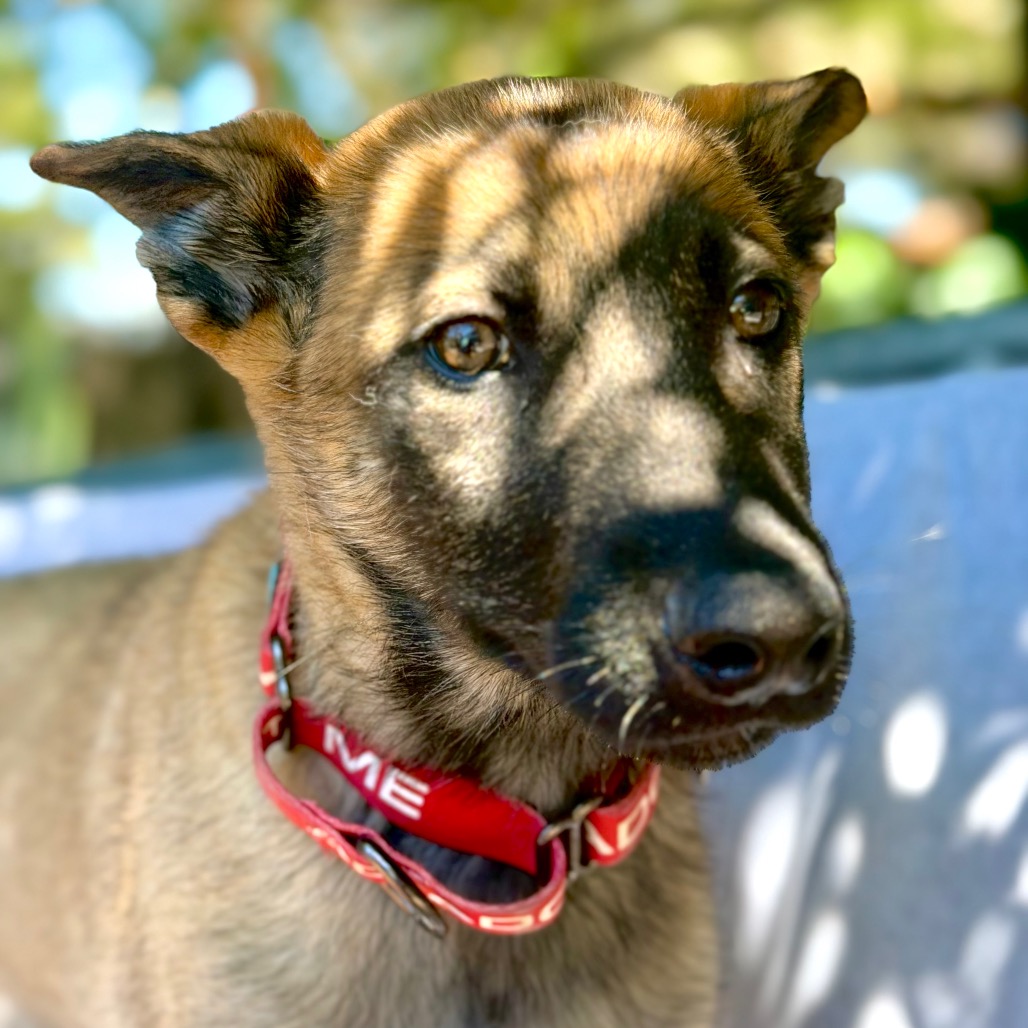 MISHKA, photo 3