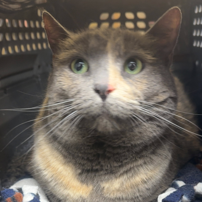 Cream, available for adoption