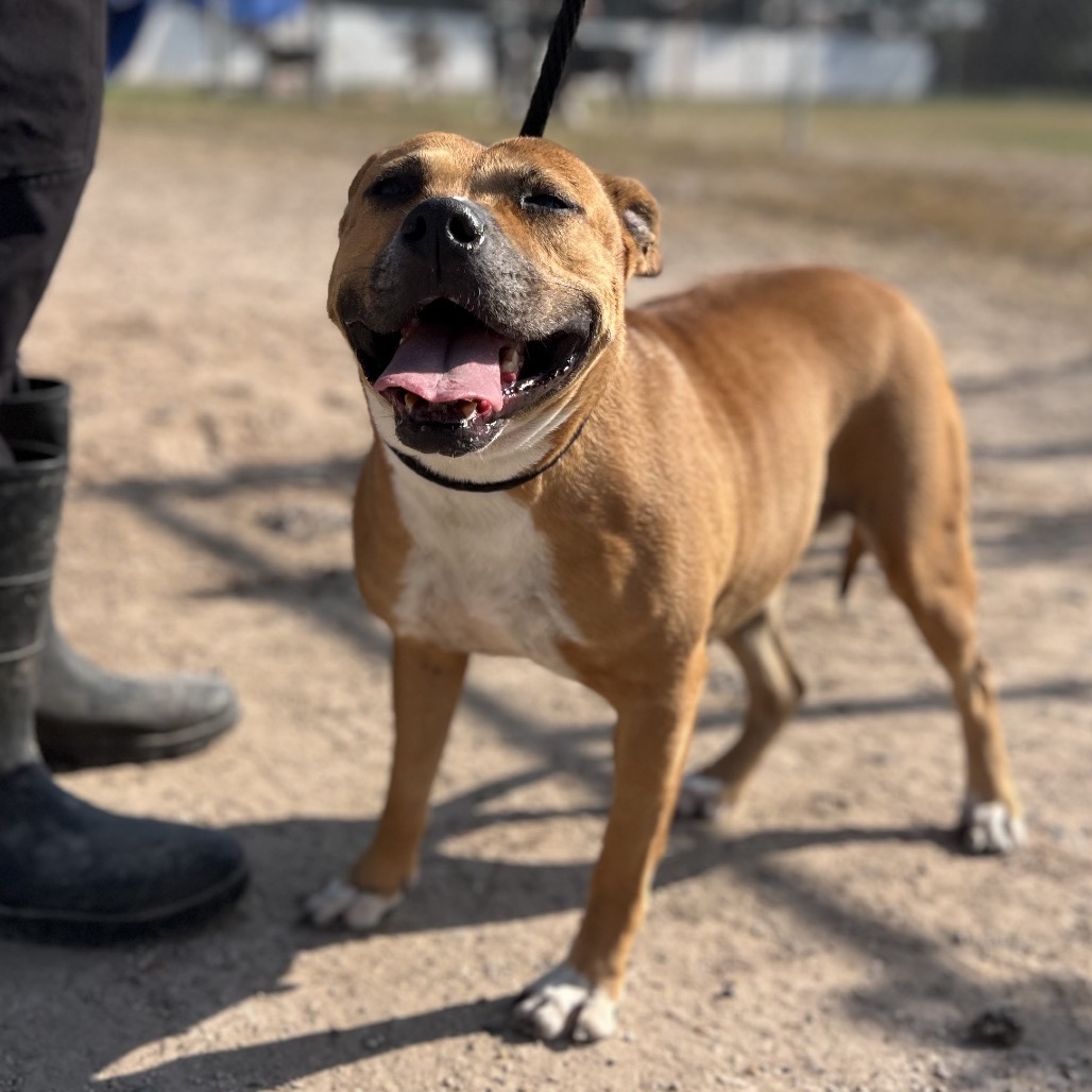 Psylocke, available for adoption at PVAS