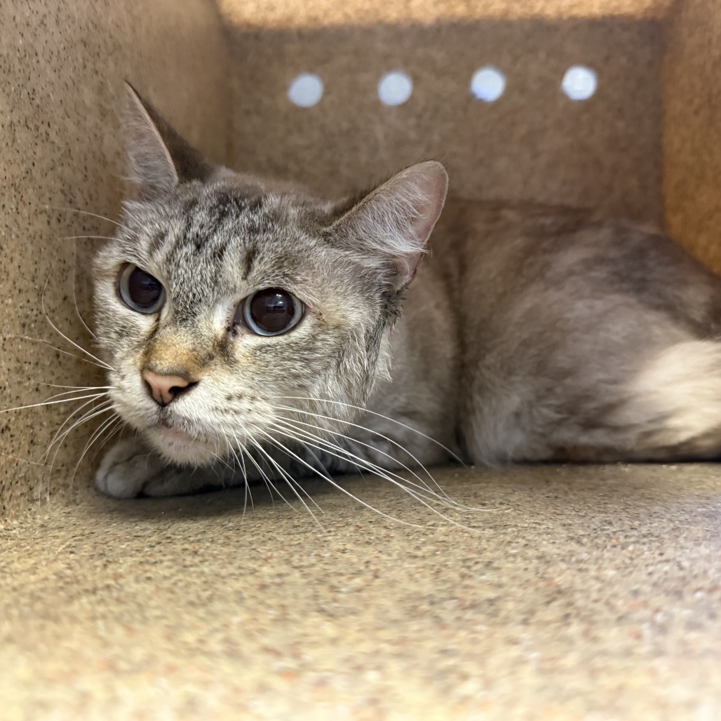 Tusc Stray 85570 2 3