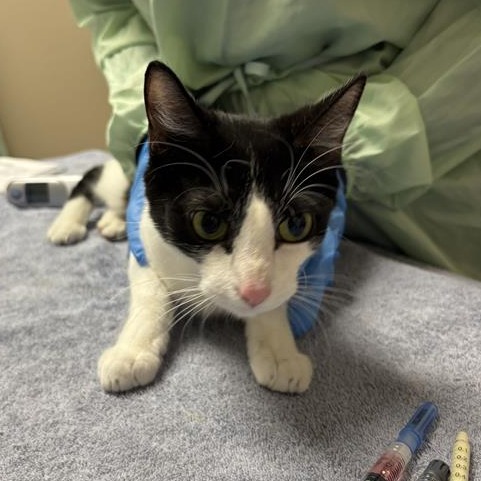 ALLY - Domestic Shorthair available for adoption