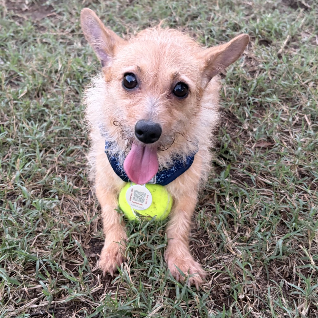 Eevee, photo 5
