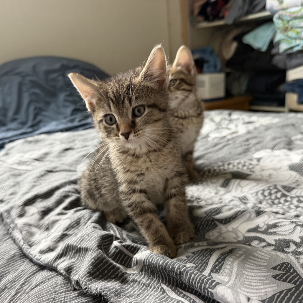 STUMPY - Manx available for adoption