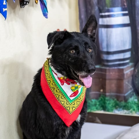 Photo of Boo