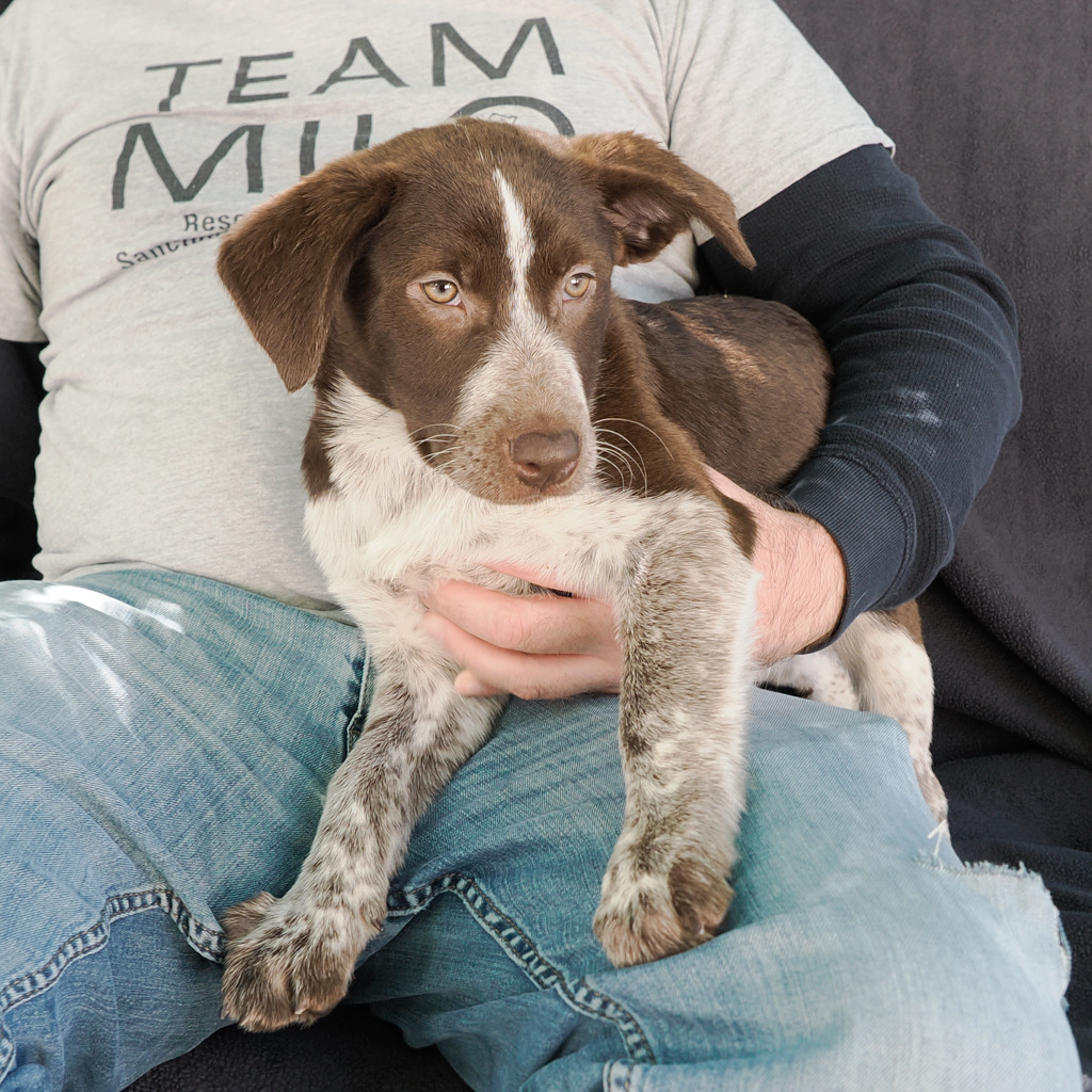 PROP is available for adoption at Milo Foundation