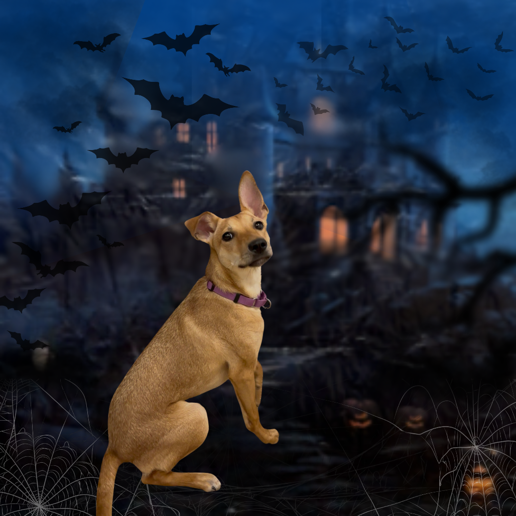 Tofurkey - Short Coat for adoption in Arizona