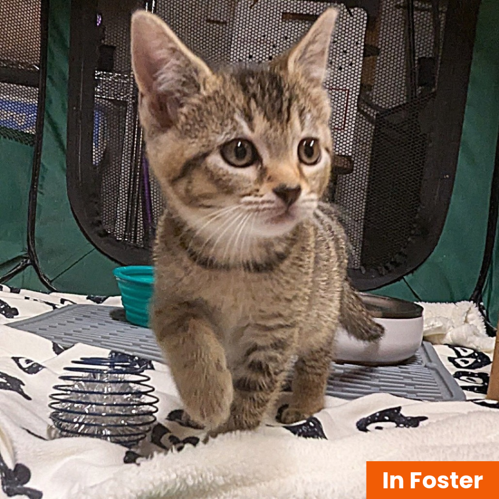 BUTTERFLY - Domestic Shorthair available for adoption