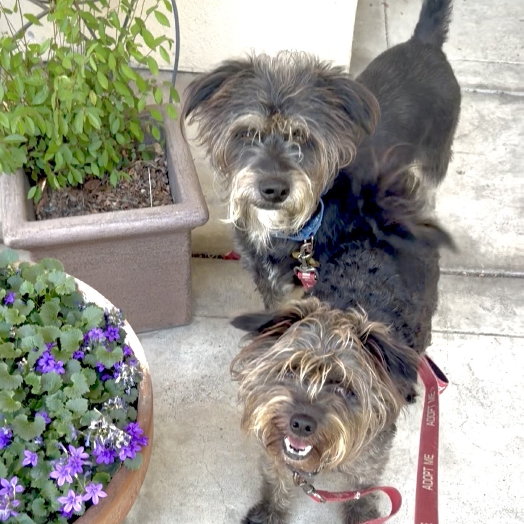 LEROY BROWN bonded to STEVEN, photo 6