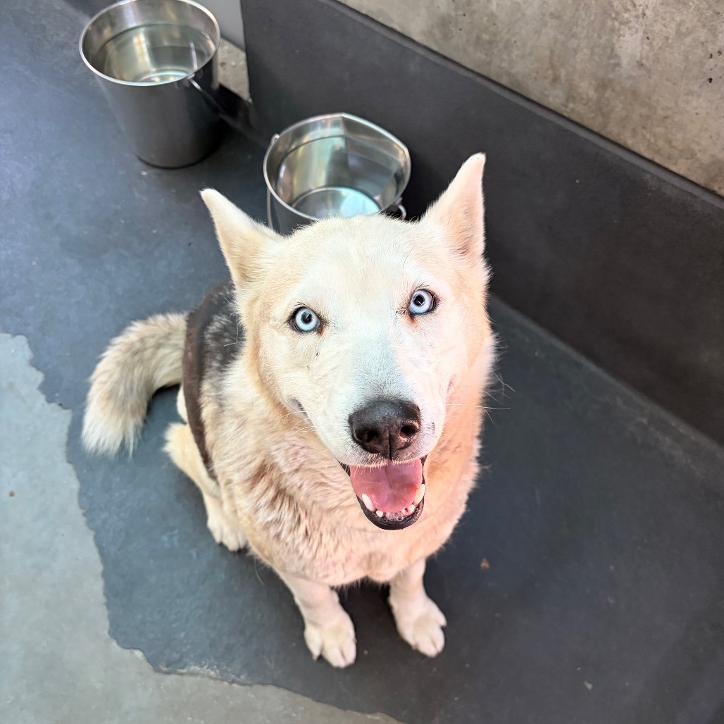 Siberian Husky